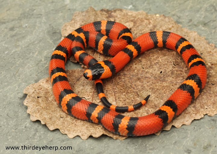 Honduran Milk Snake